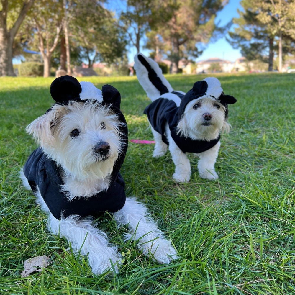 Little Stinker Costume - Skunk Dog Costume - size Medium